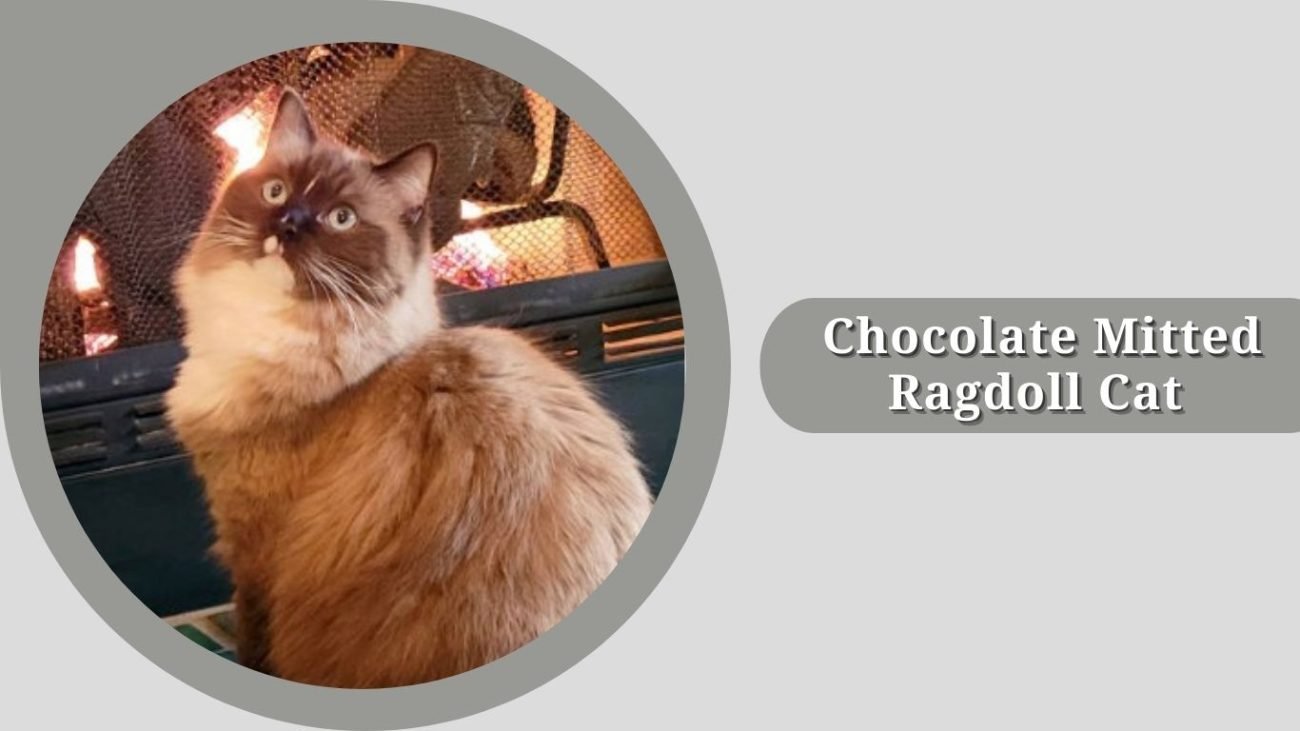 Chocolate Mitted Ragdoll Cat