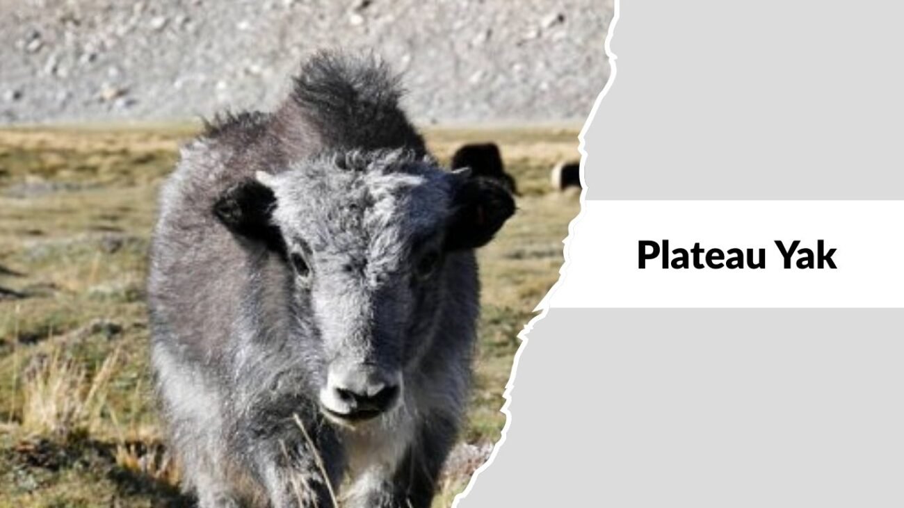 Plateau Yak