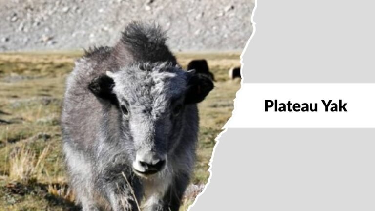 Yakes Types 17 Common Types of Yaks Found Across High-Altitude Regions