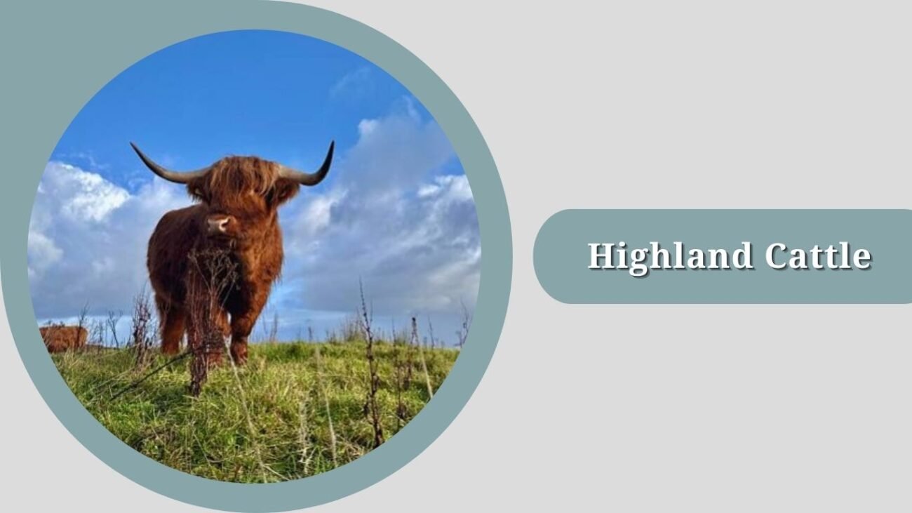Highland Cattle
