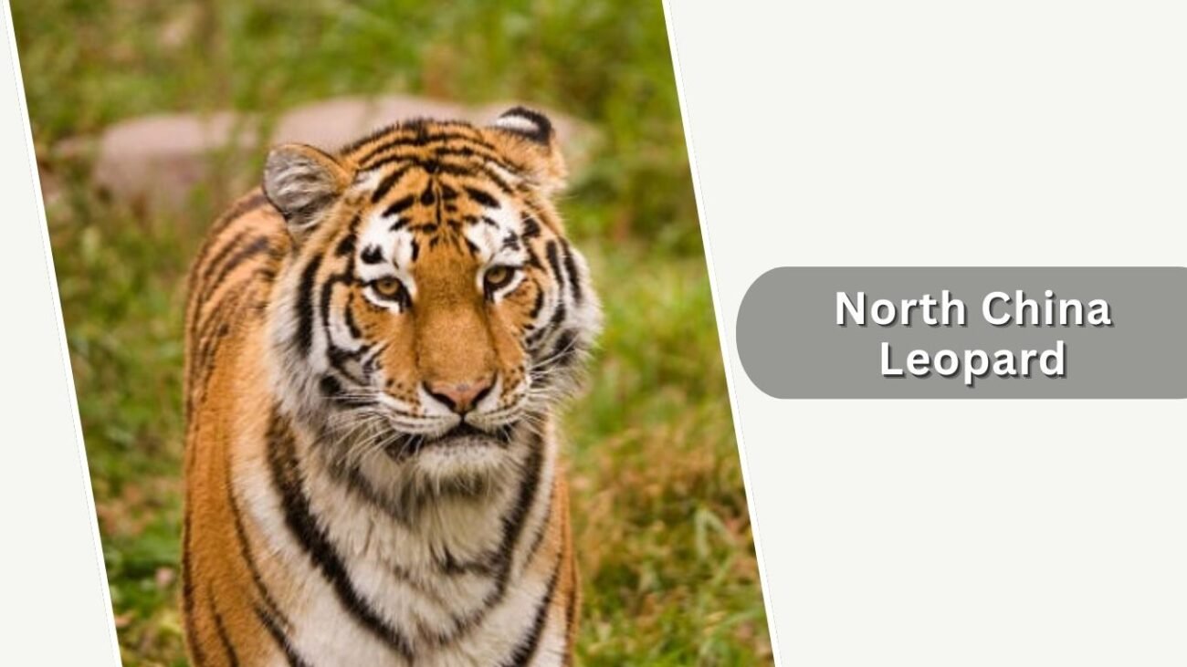 North China Leopard