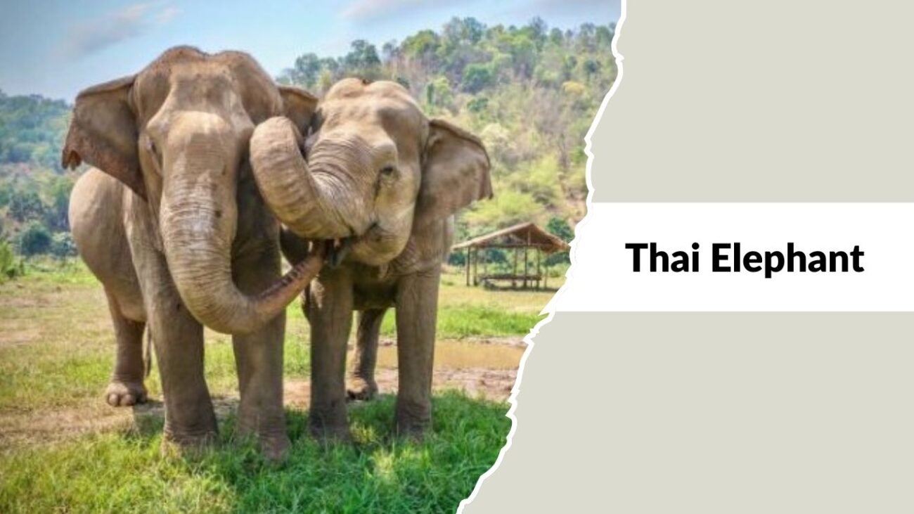 Thai Elephant