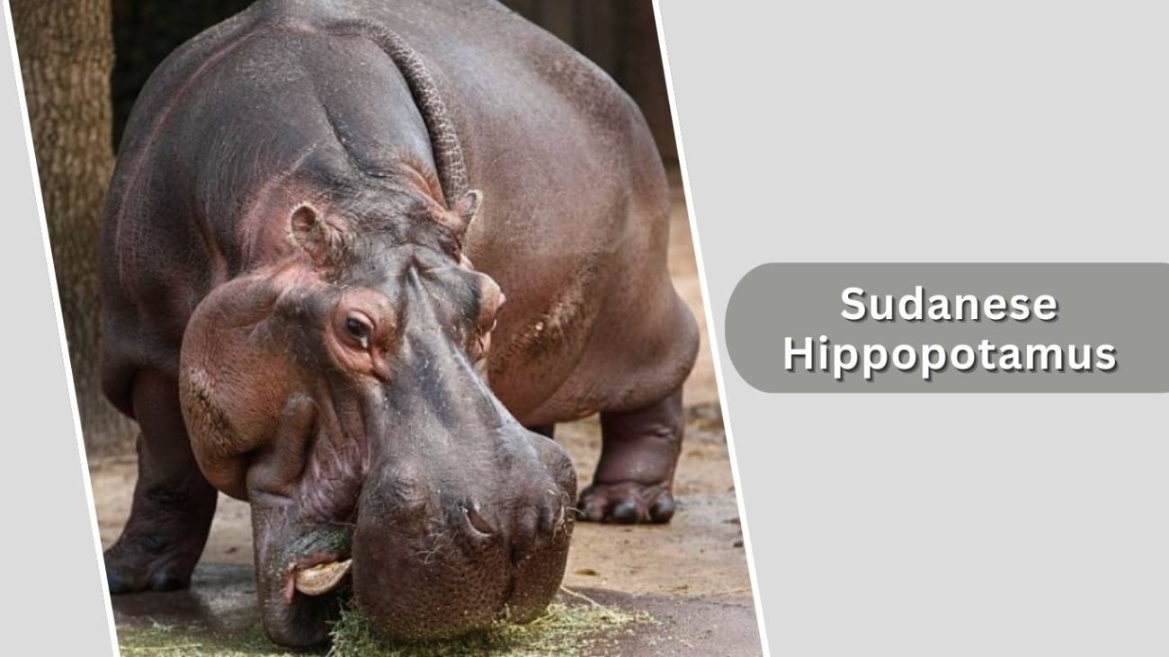Sudanese Hippopotamus