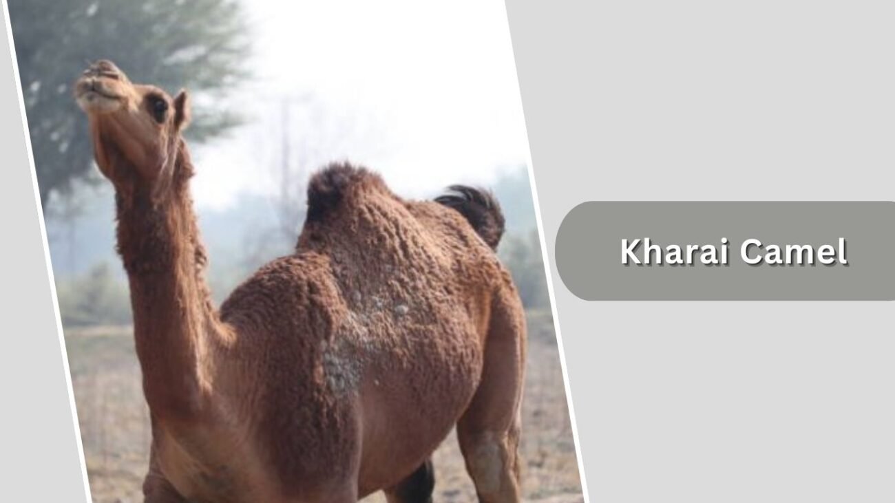 Kharai Camel
