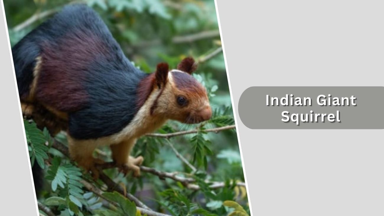 Indian Giant Squirrel Indian Giant Squirrel