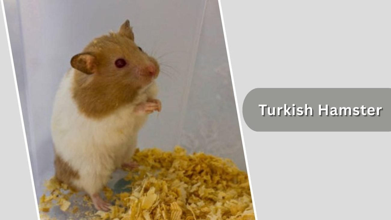 Turkish Hamster Turkish Hamster
