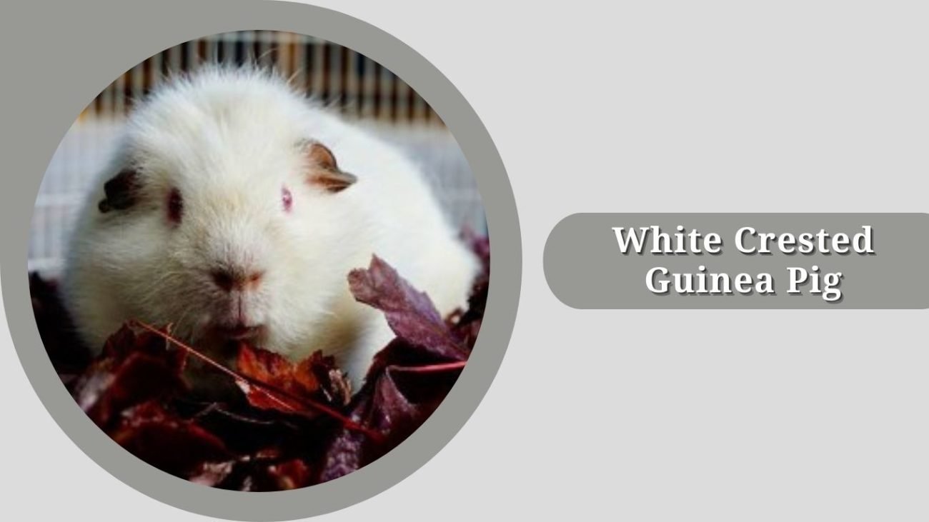 White Crested Guinea Pig White Crested Guinea Pig