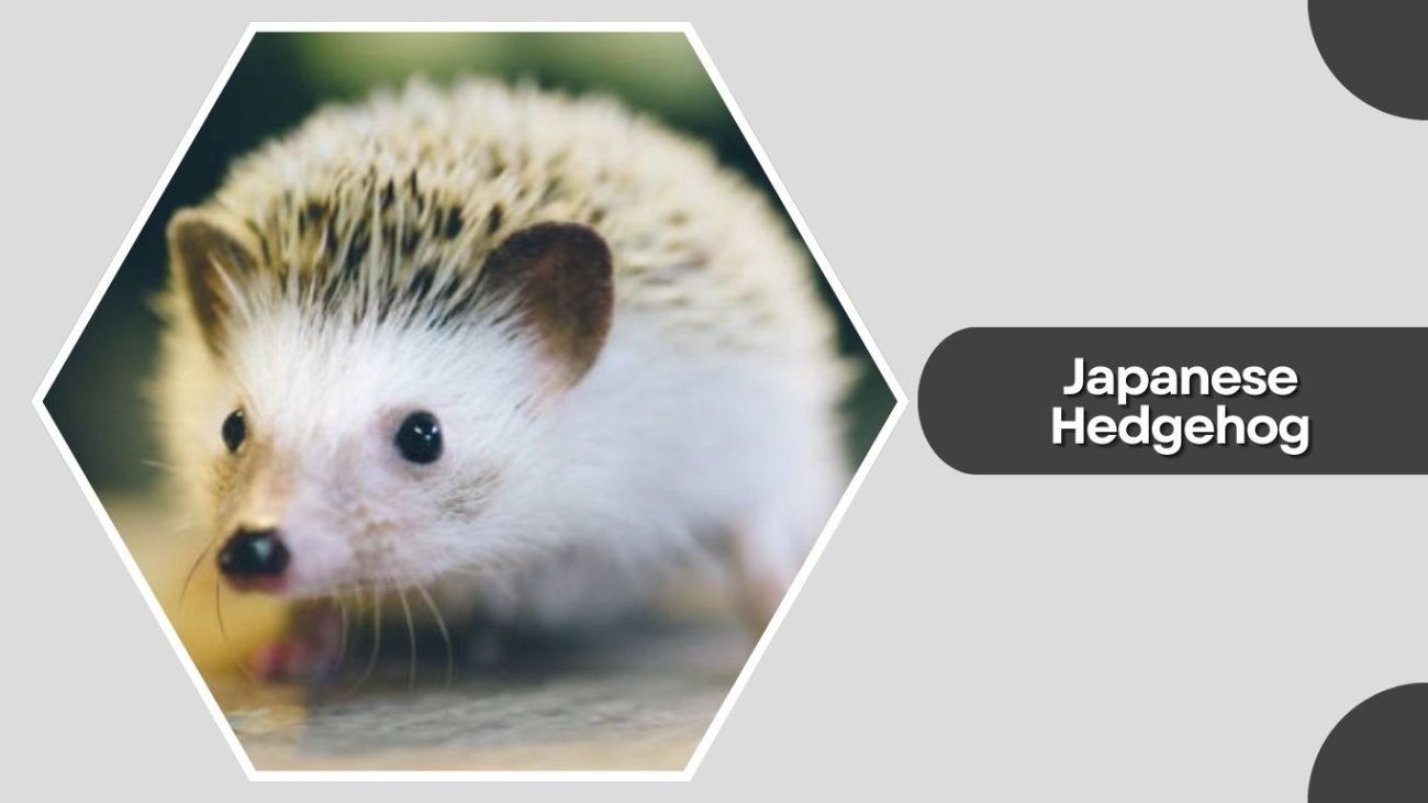 Japanese Hedgehog Japanese Hedgehog