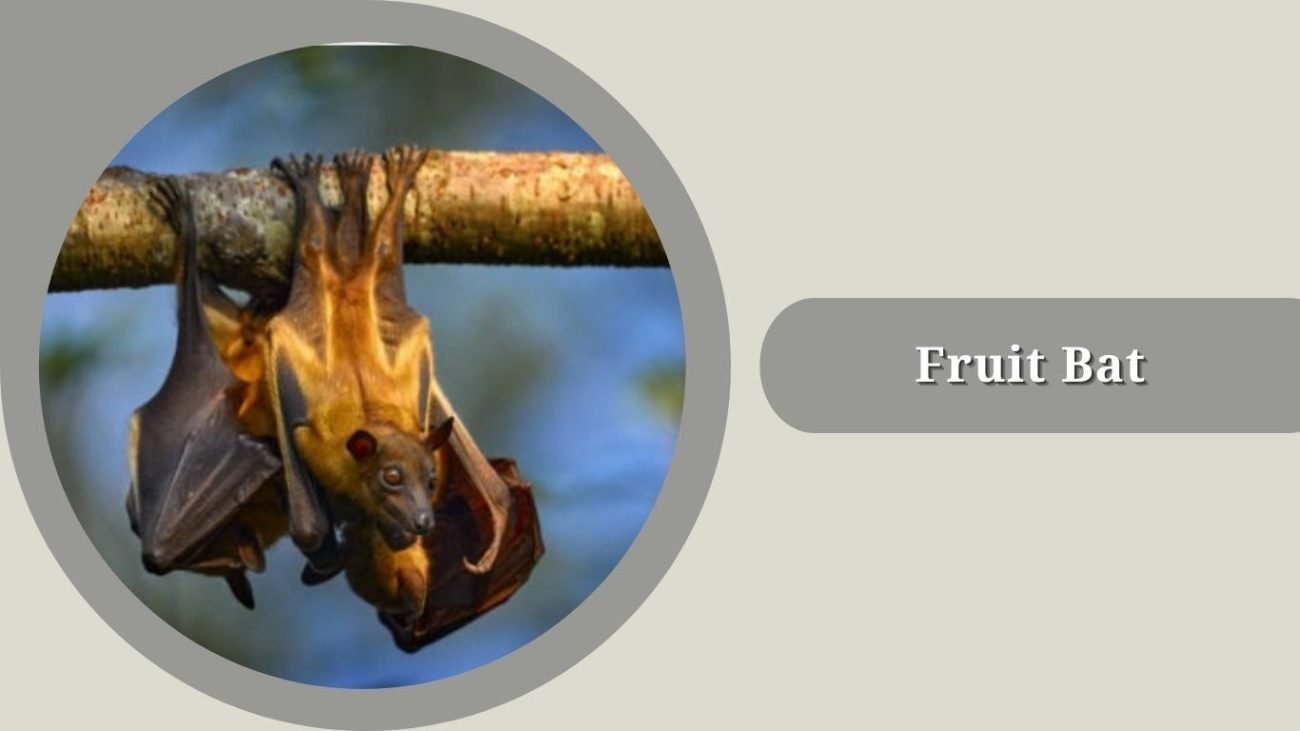 Fruit Bat