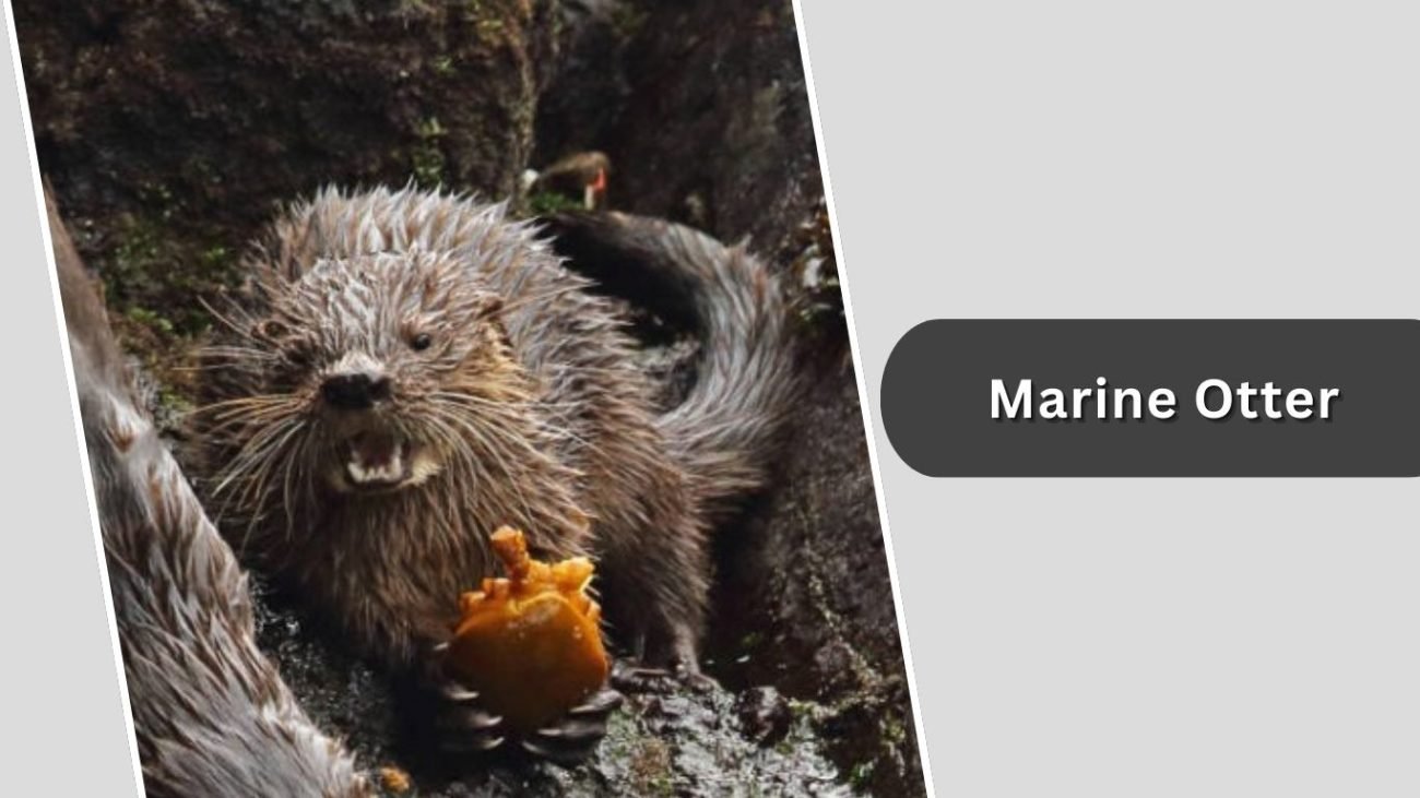 Marine Otter