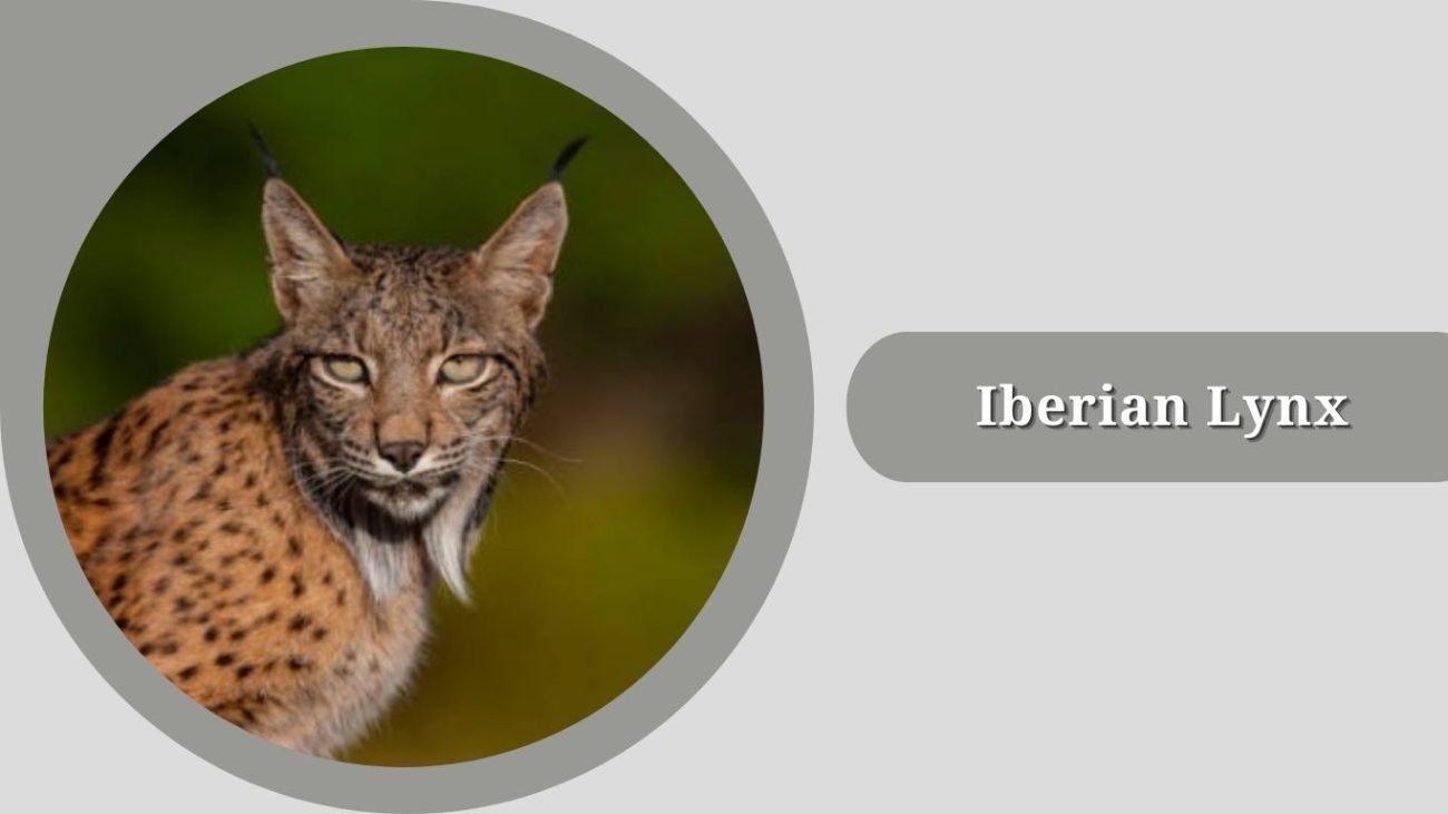 Iberian Lynx (Lynx pardinus)