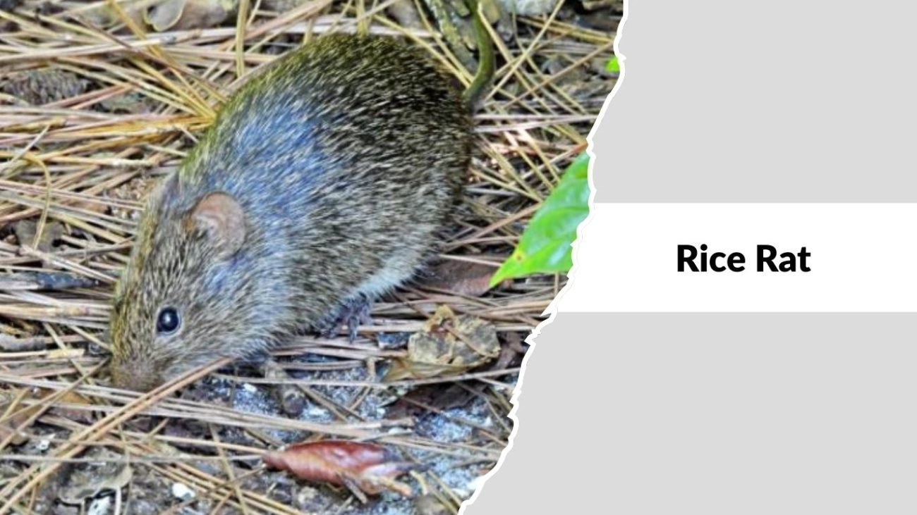 Rice Rat