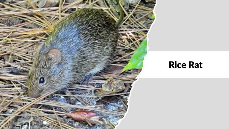 Find Rats 12 Types of Rats Found in Houses and Buildings: ID with Pictures
