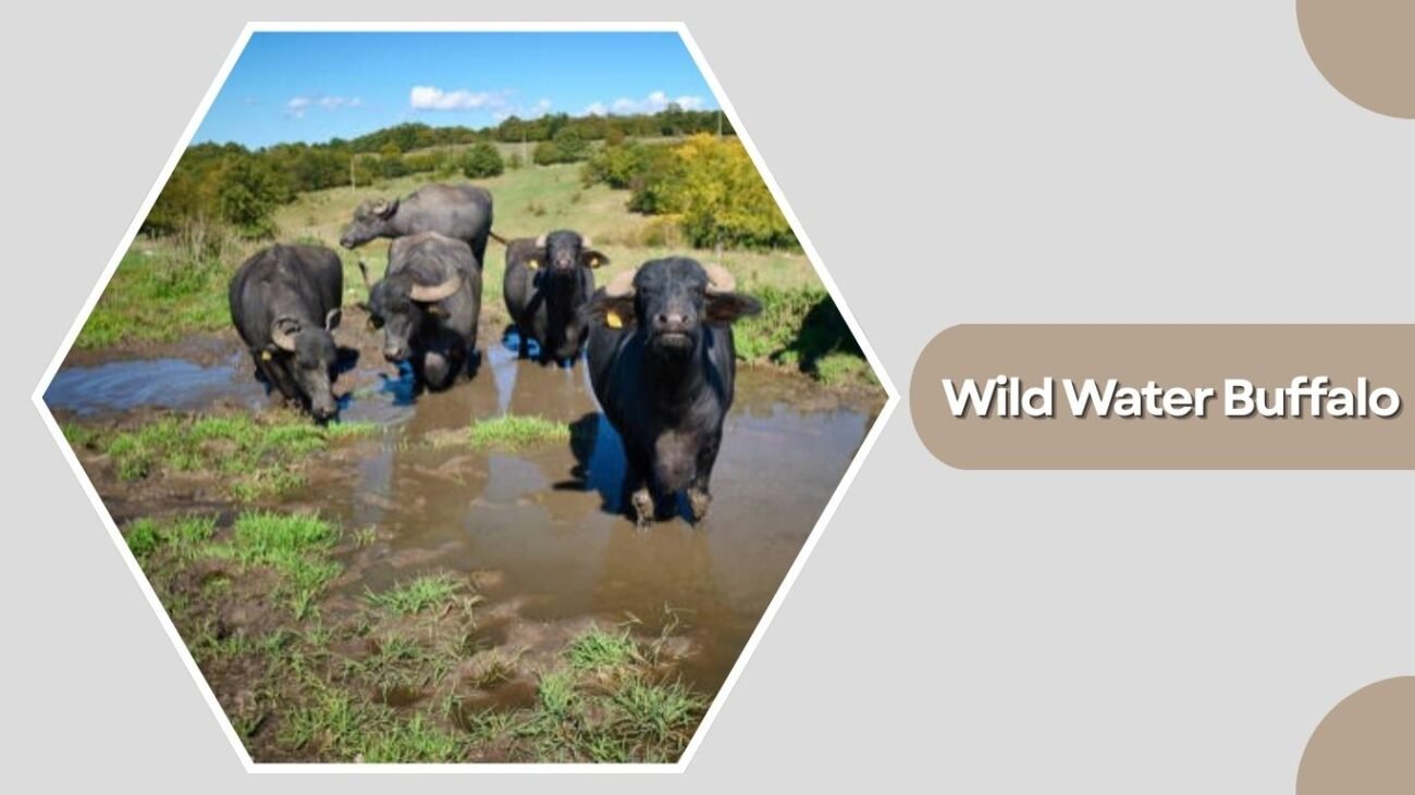 Wild Water Buffalo