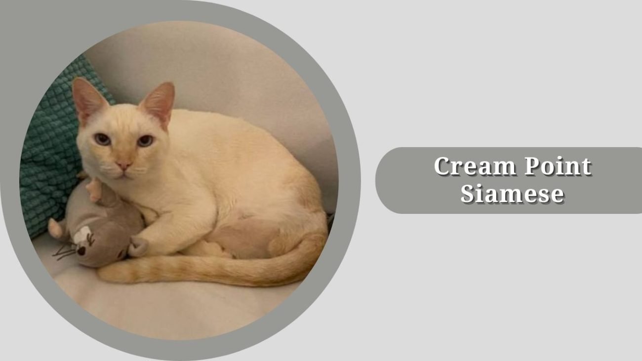 Cream Point Siamese