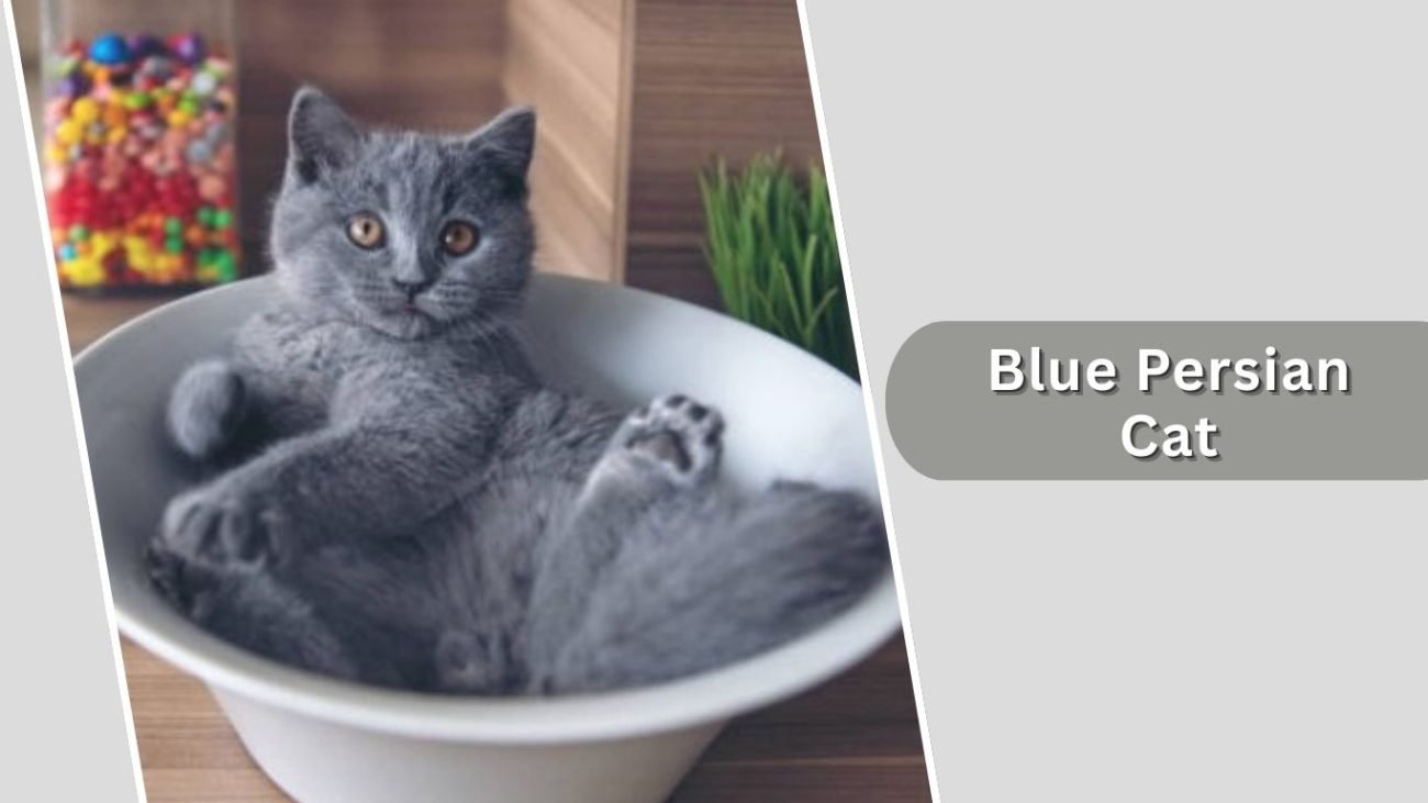 Blue Persian Cat