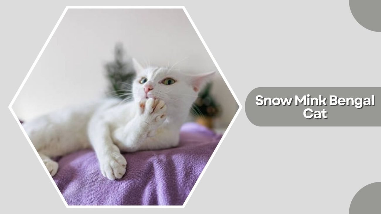  Snow Mink Bengal Cat