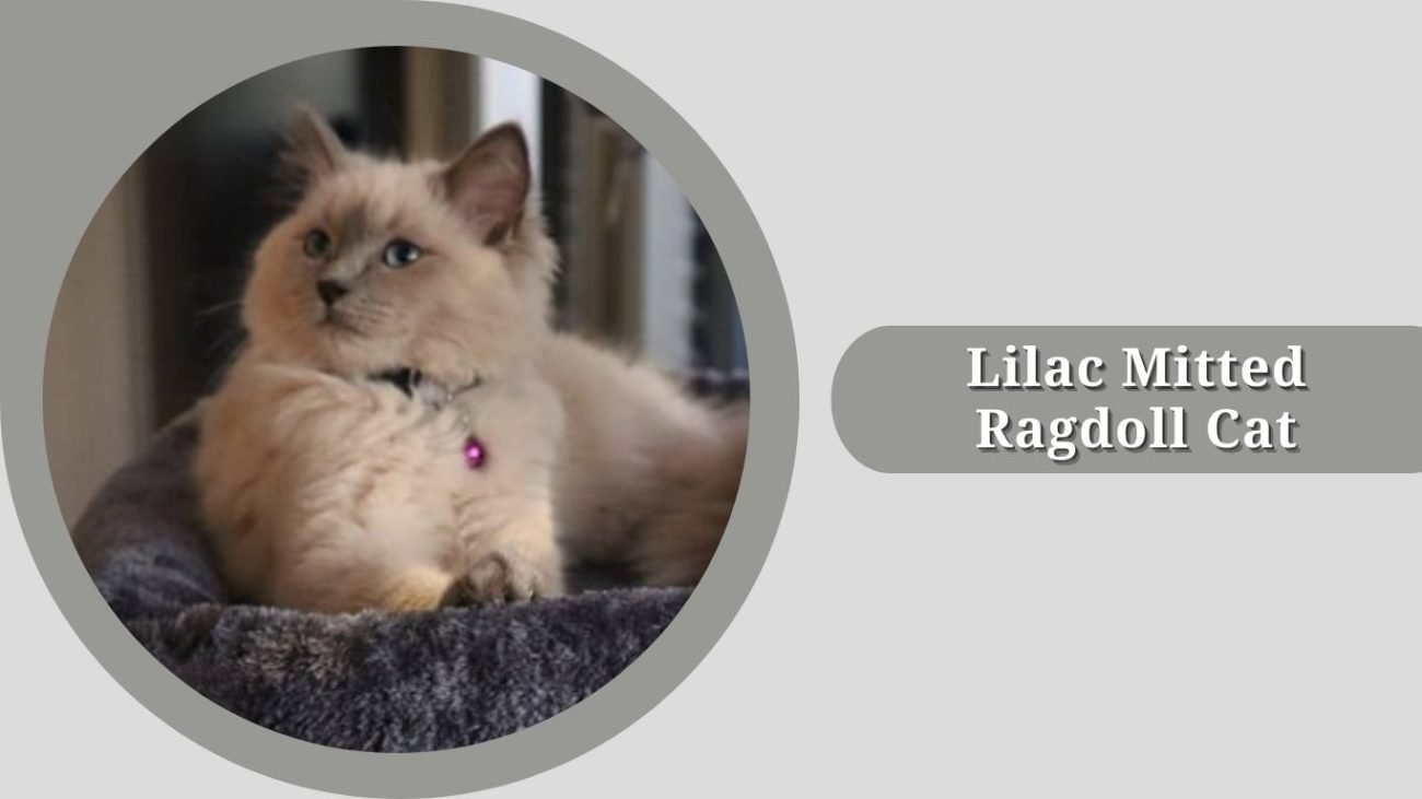 Lilac Mitted Ragdoll Cat