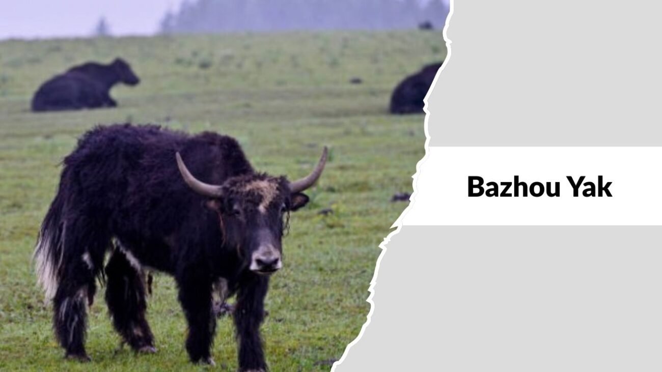 Bazhou Yak