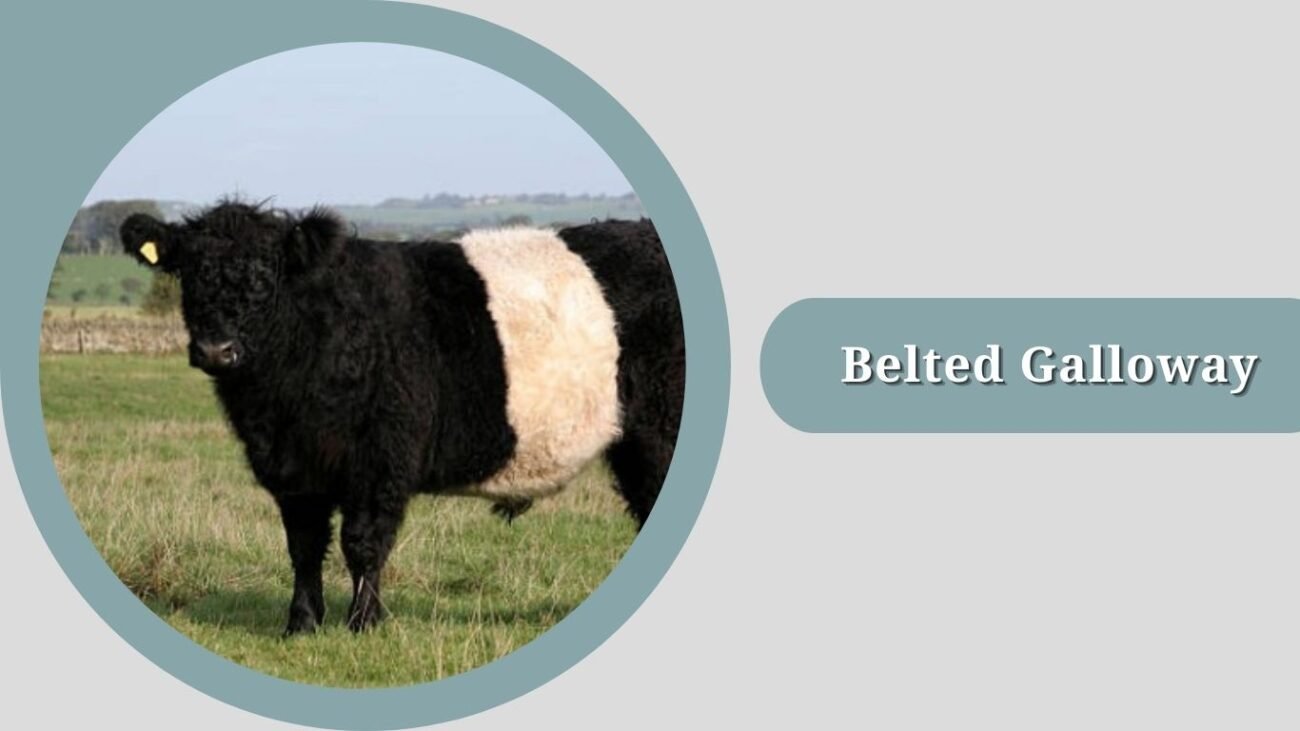 Belted Galloway