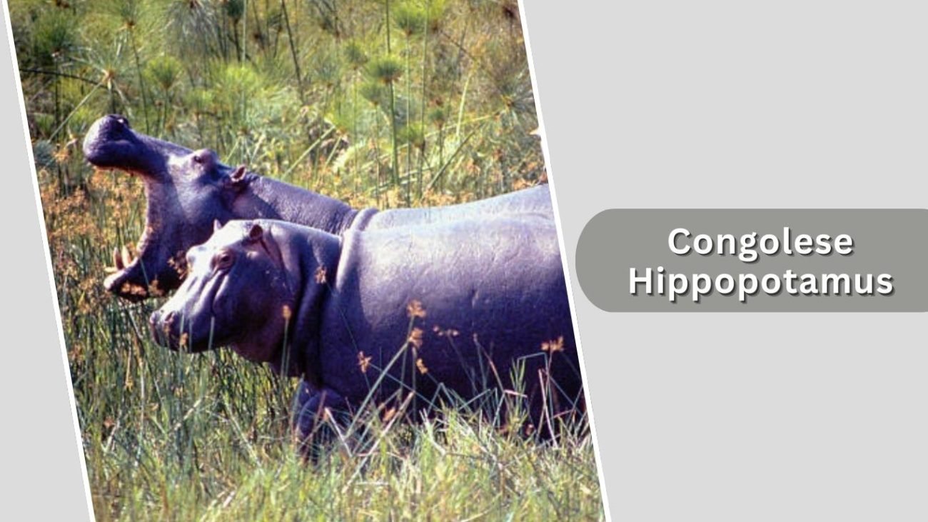 Congolese Hippopotamus