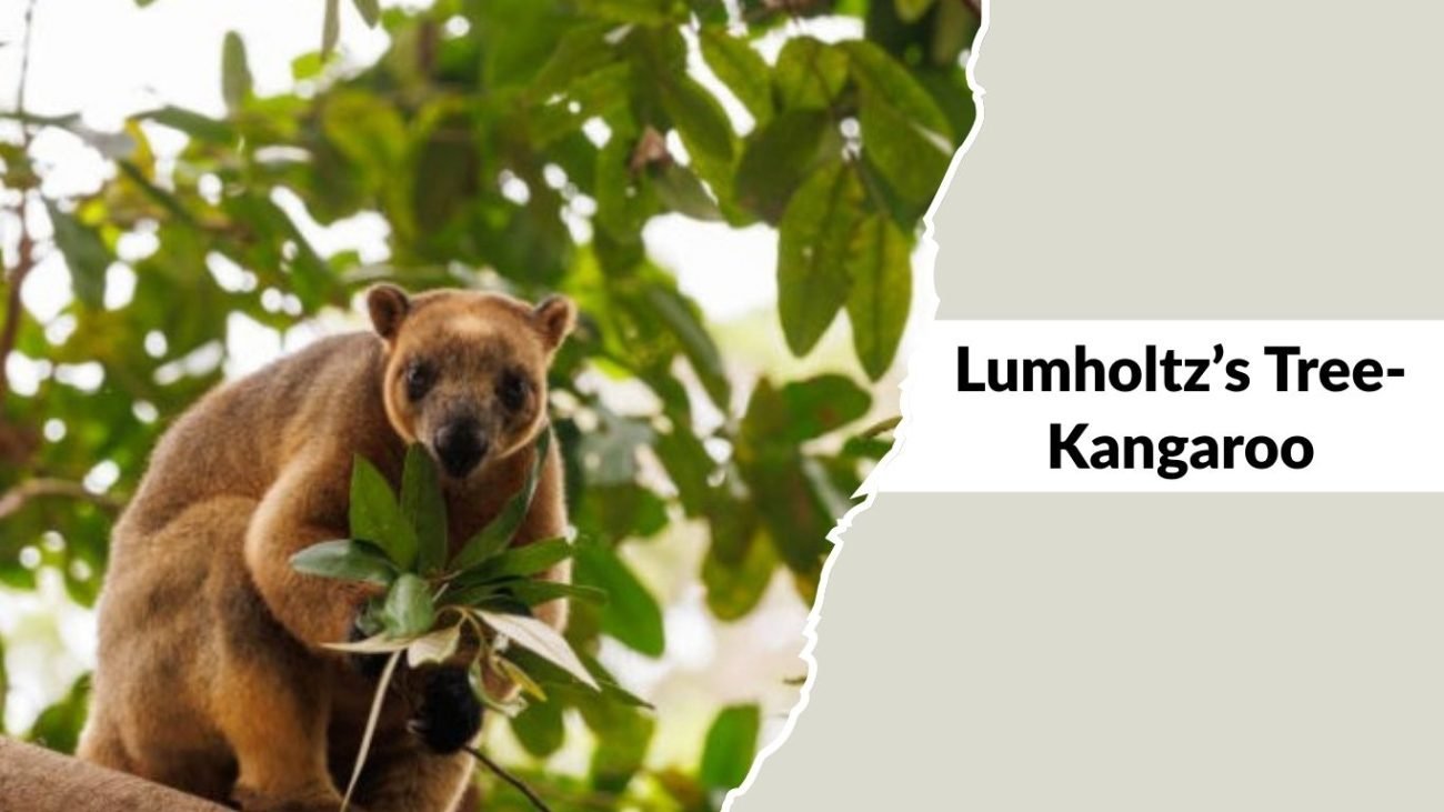 Lumholtz’s Tree-Kangaroo Lumholtz’s Tree-Kangaroo