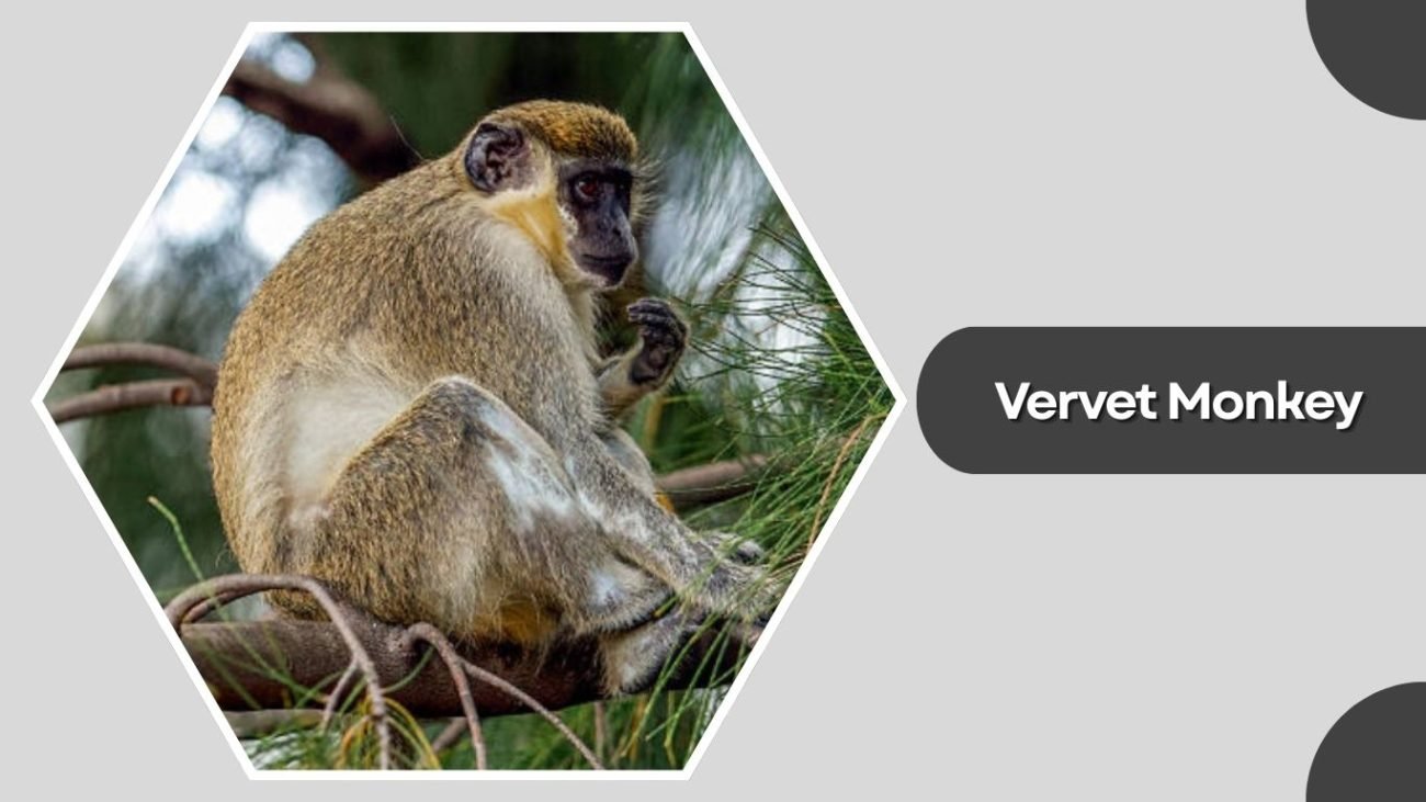 Vervet Monkey