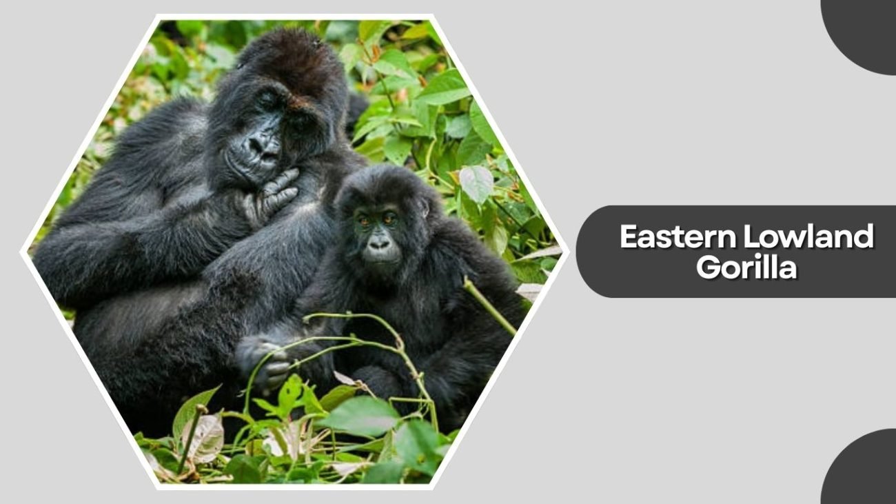 Eastern Lowland Gorilla