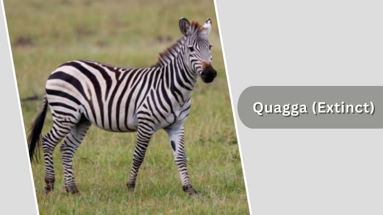 Quagga (Extinct) Quagga (Extinct)