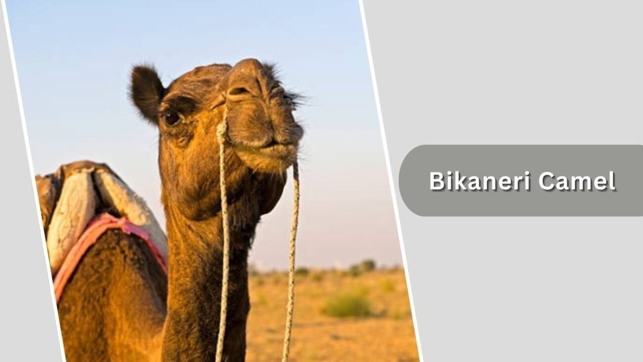 Bikaneri Camel