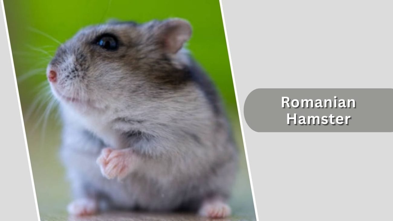 Romanian Hamster Romanian Hamster