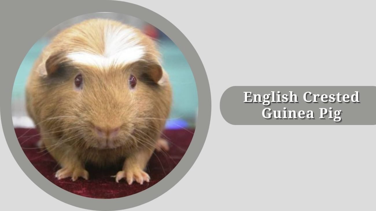 English Crested Guinea Pig English Crested Guinea Pig