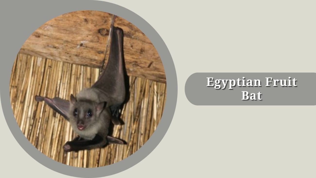 Egyptian Fruit Bat