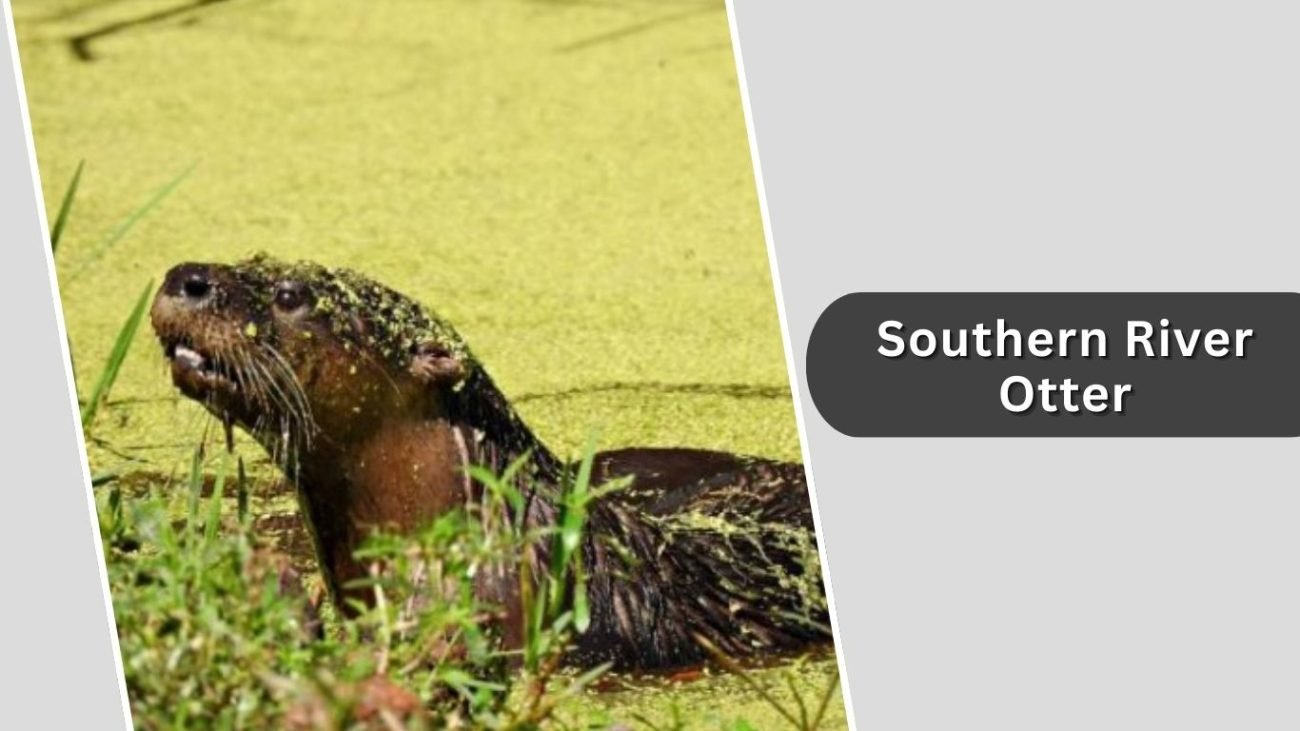 Southern River Otter