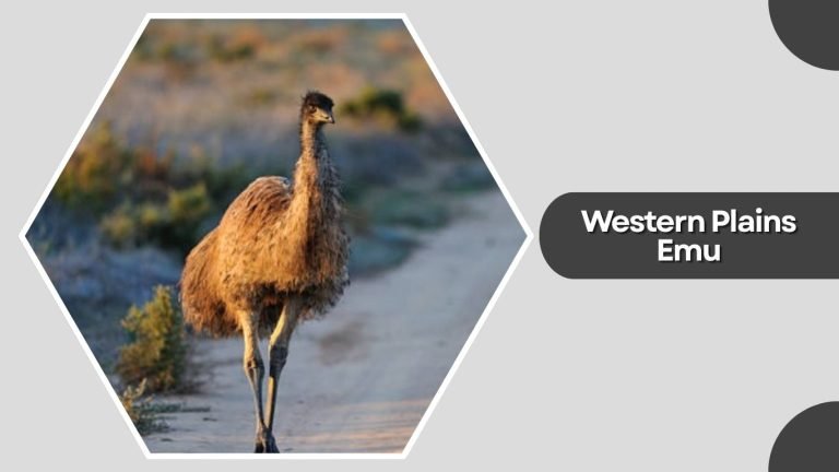 11 Types of Emu Around the World: Species Identification with Pictures