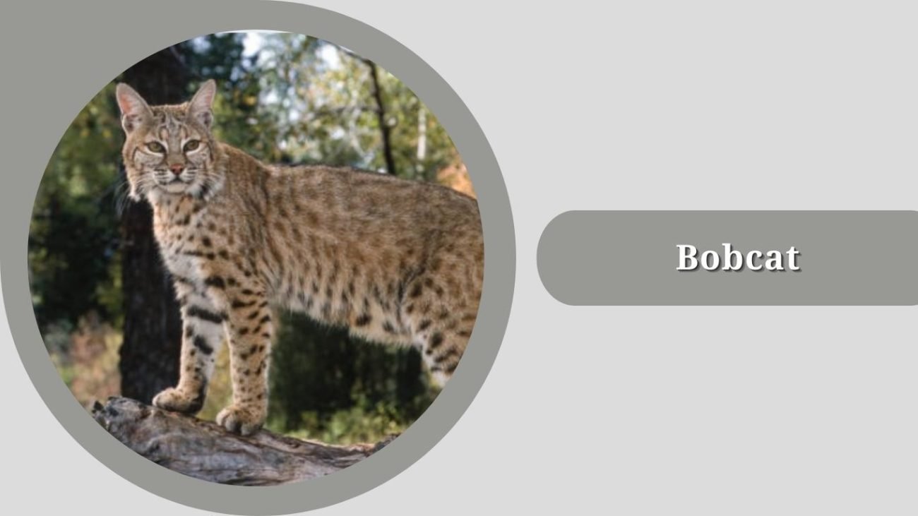 Bobcat