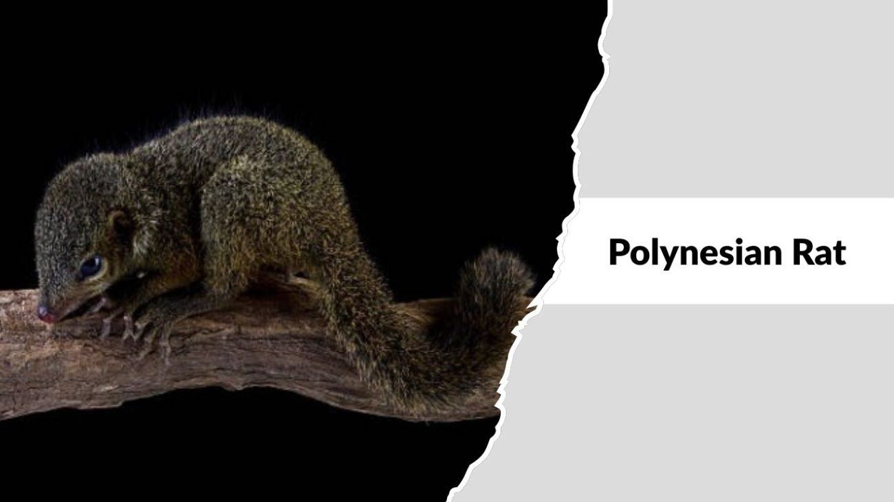 Polynesian Rat