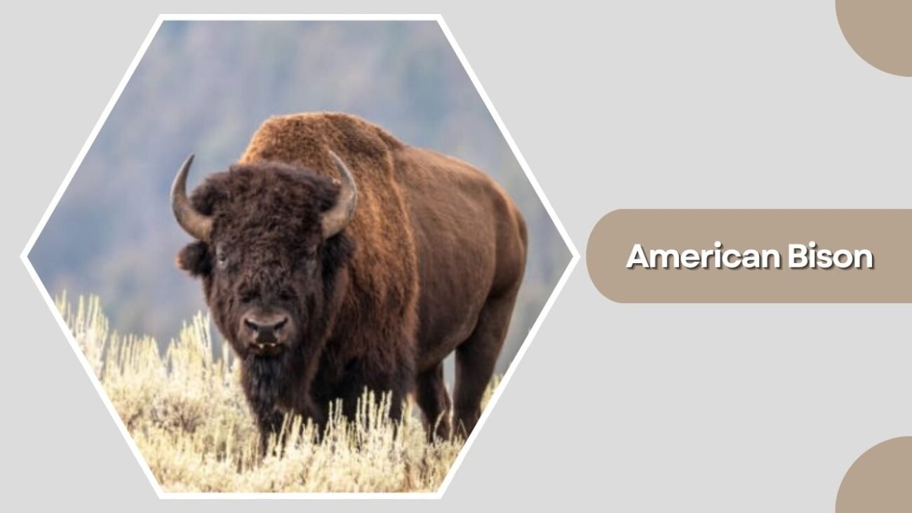 American Bison