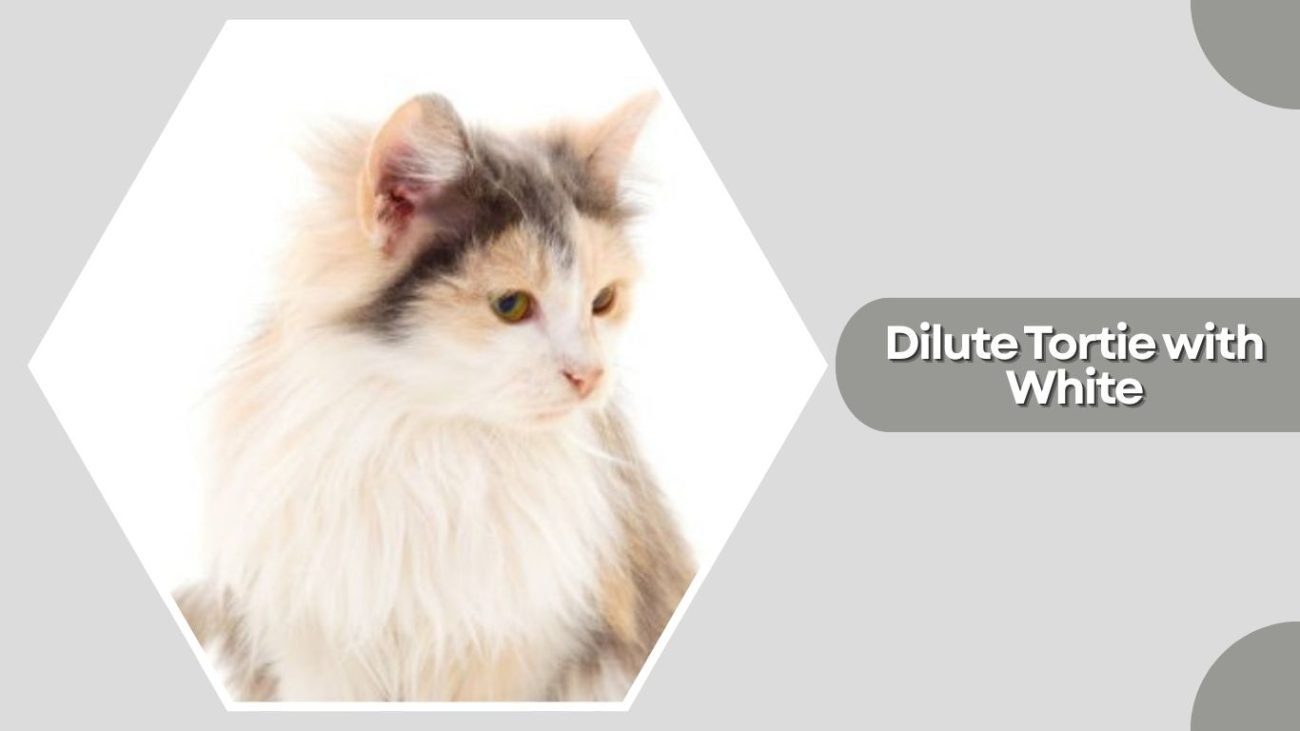 Dilute Tortie with White
