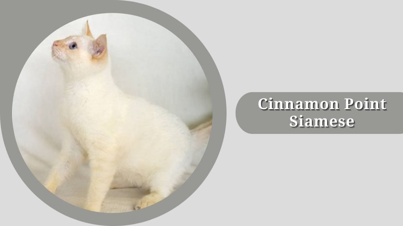 Cinnamon Point Siamese