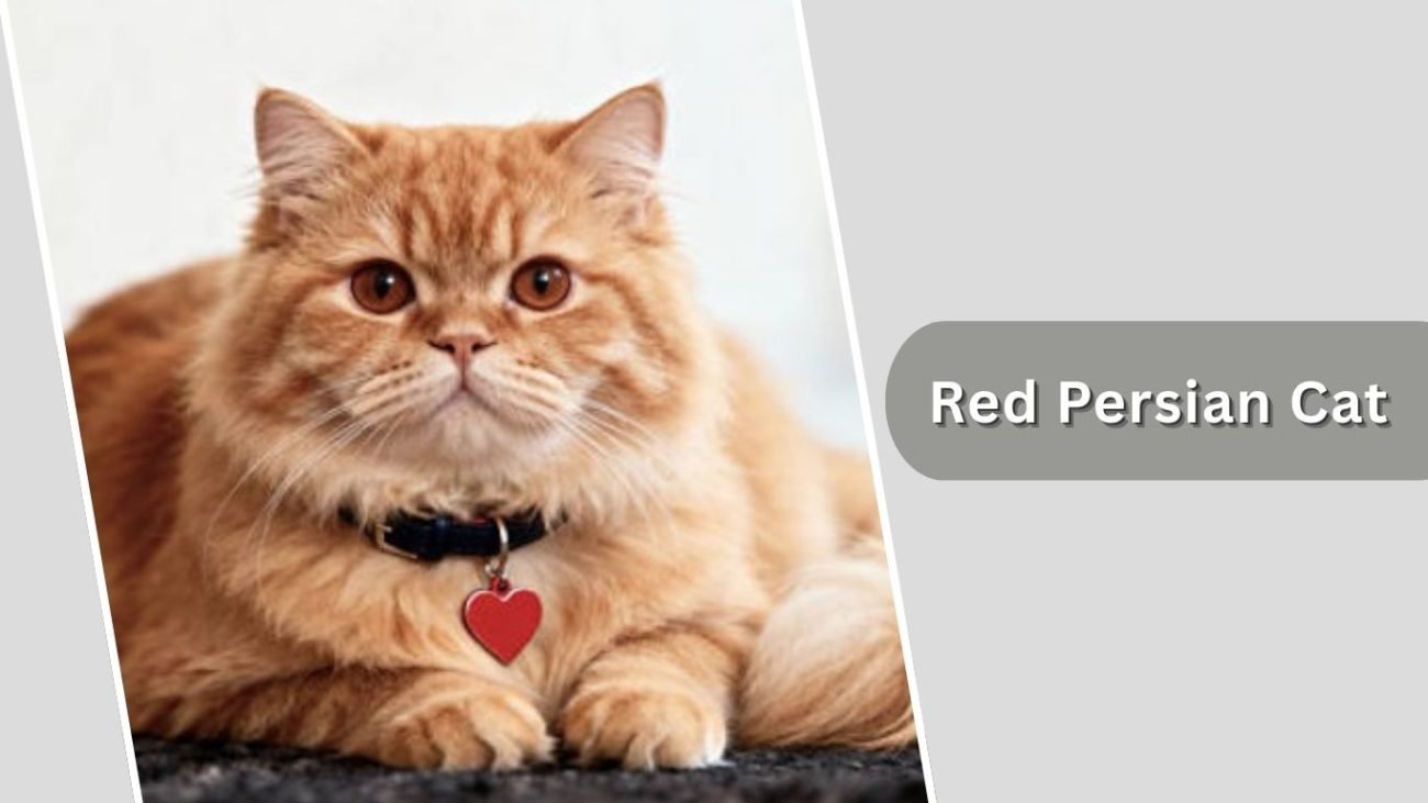 Red Persian Cat