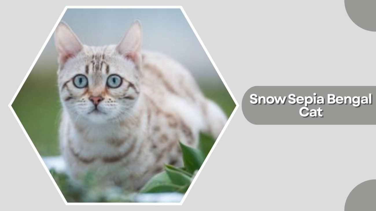 Snow Sepia Bengal Cat