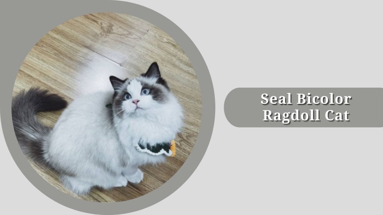 Seal Bicolor Ragdoll Cat