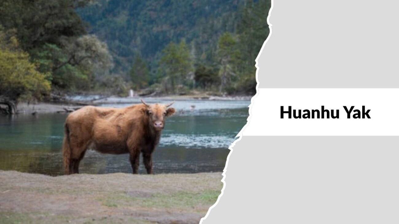 Huanhu Yak