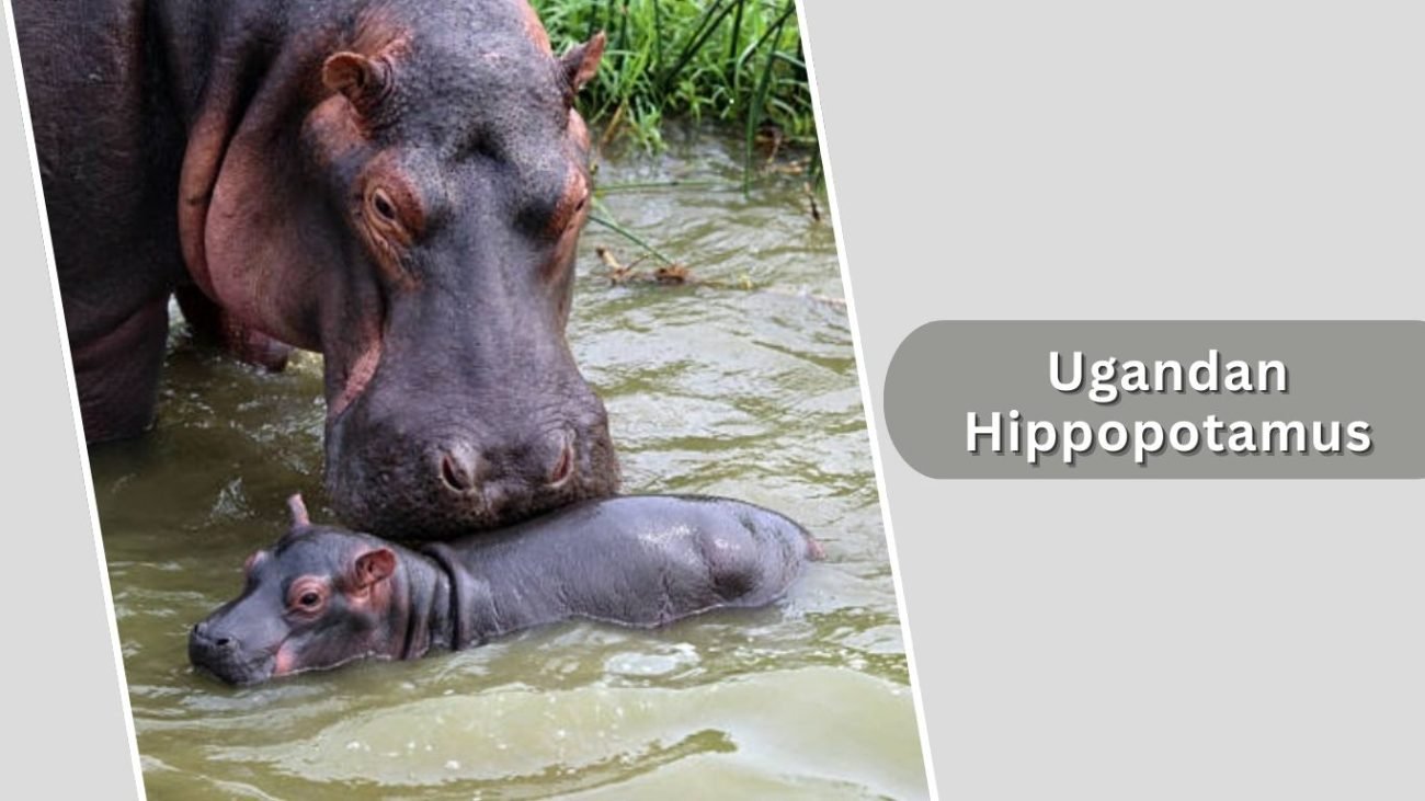 Ugandan Hippopotamus
