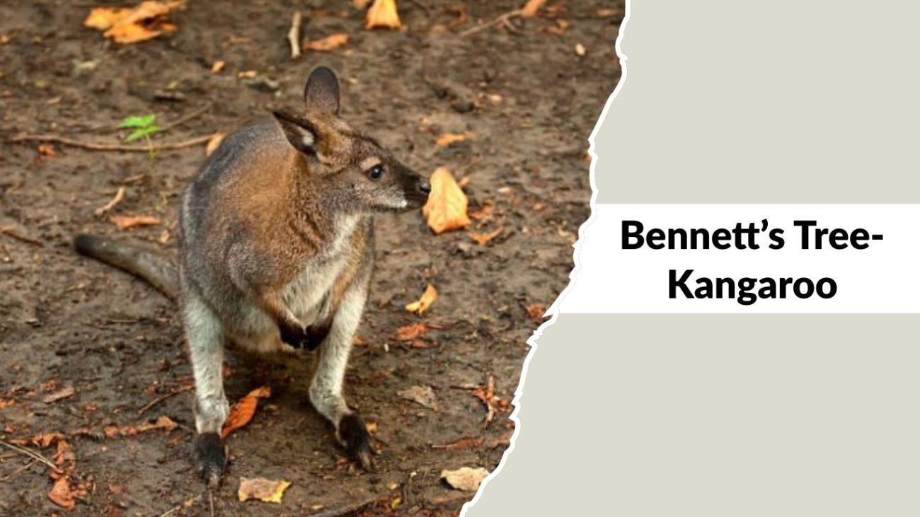 Bennett’s Tree-Kangaroo Bennett’s Tree-Kangaroo