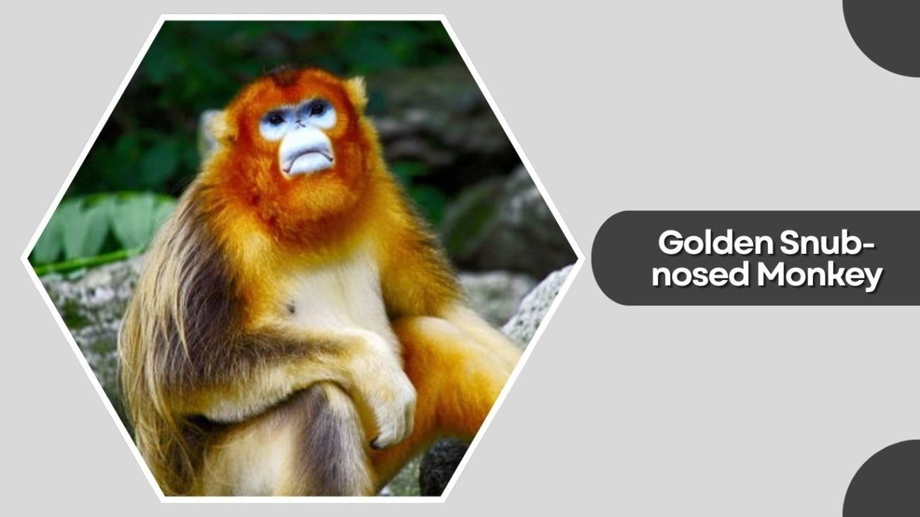 Golden Snub-nosed Monkey