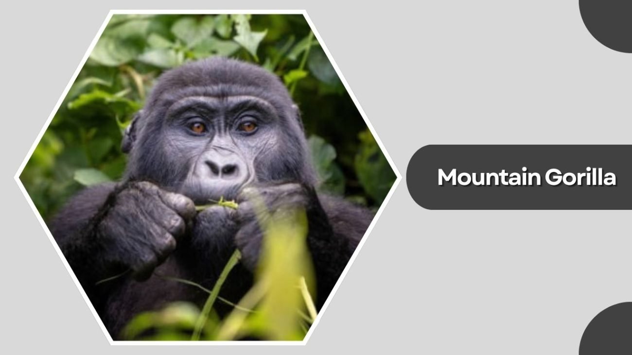 Mountain Gorilla
