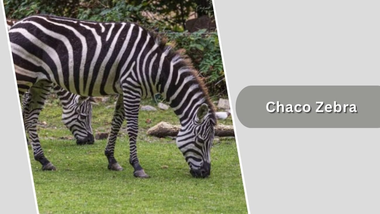 Chaco Zebra Chaco Zebra
