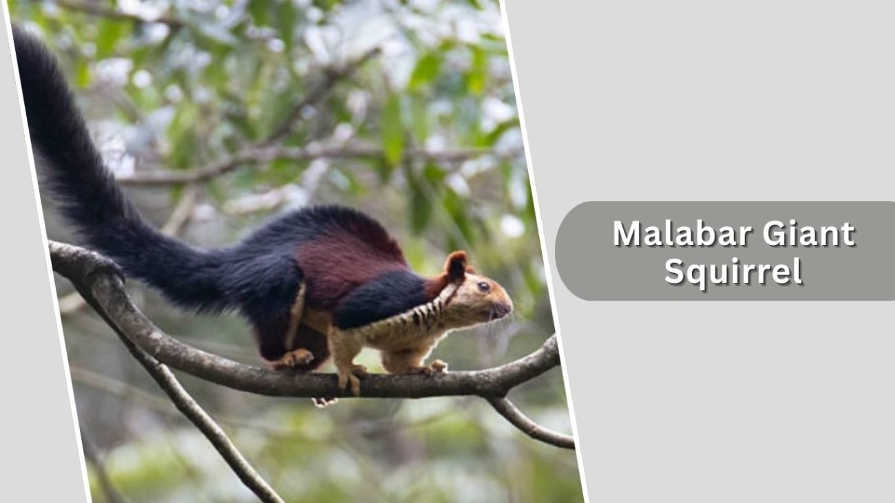 Malabar Giant Squirrel Malabar Giant Squirrel